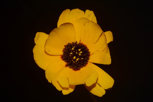 Image of Thelesperma nuecense by (c) Brian Finzel, some rights reserved (CC BY-SA)