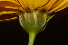 Thelesperma nuecense