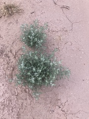 Johnstonella angustifolia