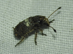 Toxonotus cornutus