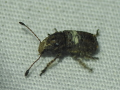 Toxonotus cornutus
