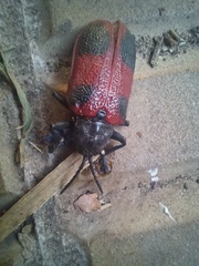 Coraliomela quadrimaculata