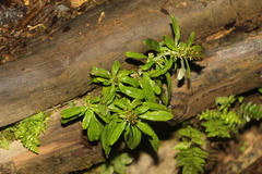 Gamochaeta americana