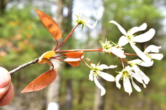 Amelanchier laevis