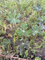 Lupinus succulentus