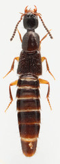 Gabrius microphthalmus
