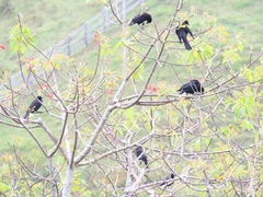 Molothrus oryzivorus