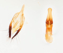 Gabrius microphthalmus