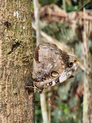 Opsiphanes quiteria meridionalis