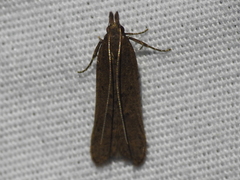 Dichomeris ligulella