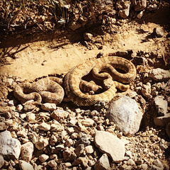 Crotalus stephensi