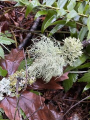 Usnea hirta