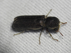 Amphicerus bicaudatus