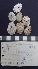 Fissurella barbadensis