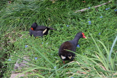 Gallinula tenebrosa tenebrosa