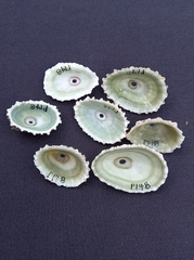 Fissurella barbadensis