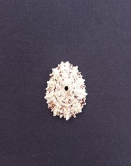 Fissurella barbadensis