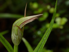 Pterostylis irsoniana