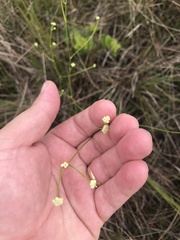 Eriocaulaceae
