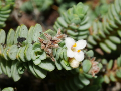Pimelea carnosa