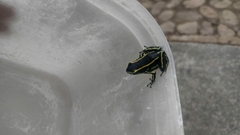 Dendrobates truncatus