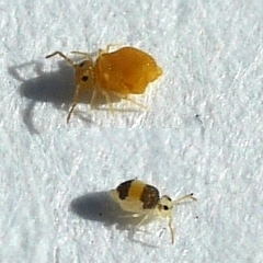 Deuterosminthurus bicinctus