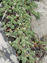 Pimelea carnosa