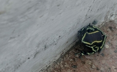 Dendrobates truncatus