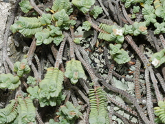 Pimelea carnosa