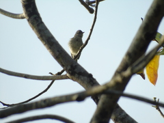 Elaenia flavogaster