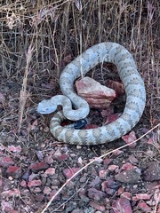 Crotalus stephensi