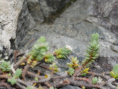 Pimelea carnosa