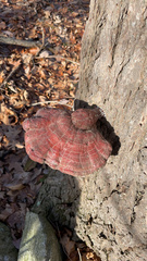 Ganoderma tsugae
