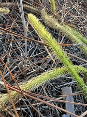 Lycopodiella
