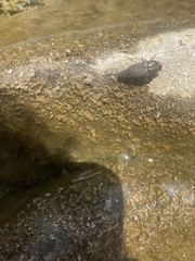 Ocypetes crassicollis