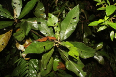 Saurauia