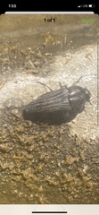Ocypetes crassicollis