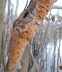 Fomitiporia punctata