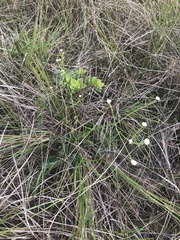 Eriocaulaceae