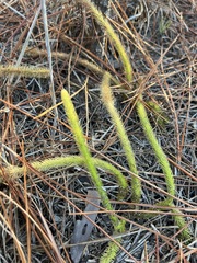 Lycopodiella