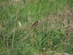 Emberiza aureola
