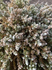 Baccharis tola
