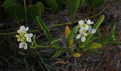 Cakile lanceolata