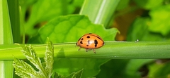 Harmonia octomaculata