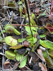 Dionaea muscipula