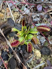 Dionaea muscipula