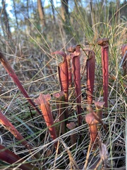 Sarracenia rubra