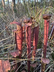 Sarracenia rubra