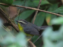 Basileuterus culicivorus
