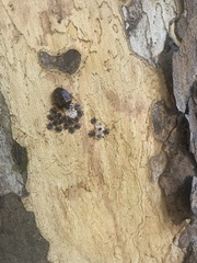 Antiteuchus mixtus